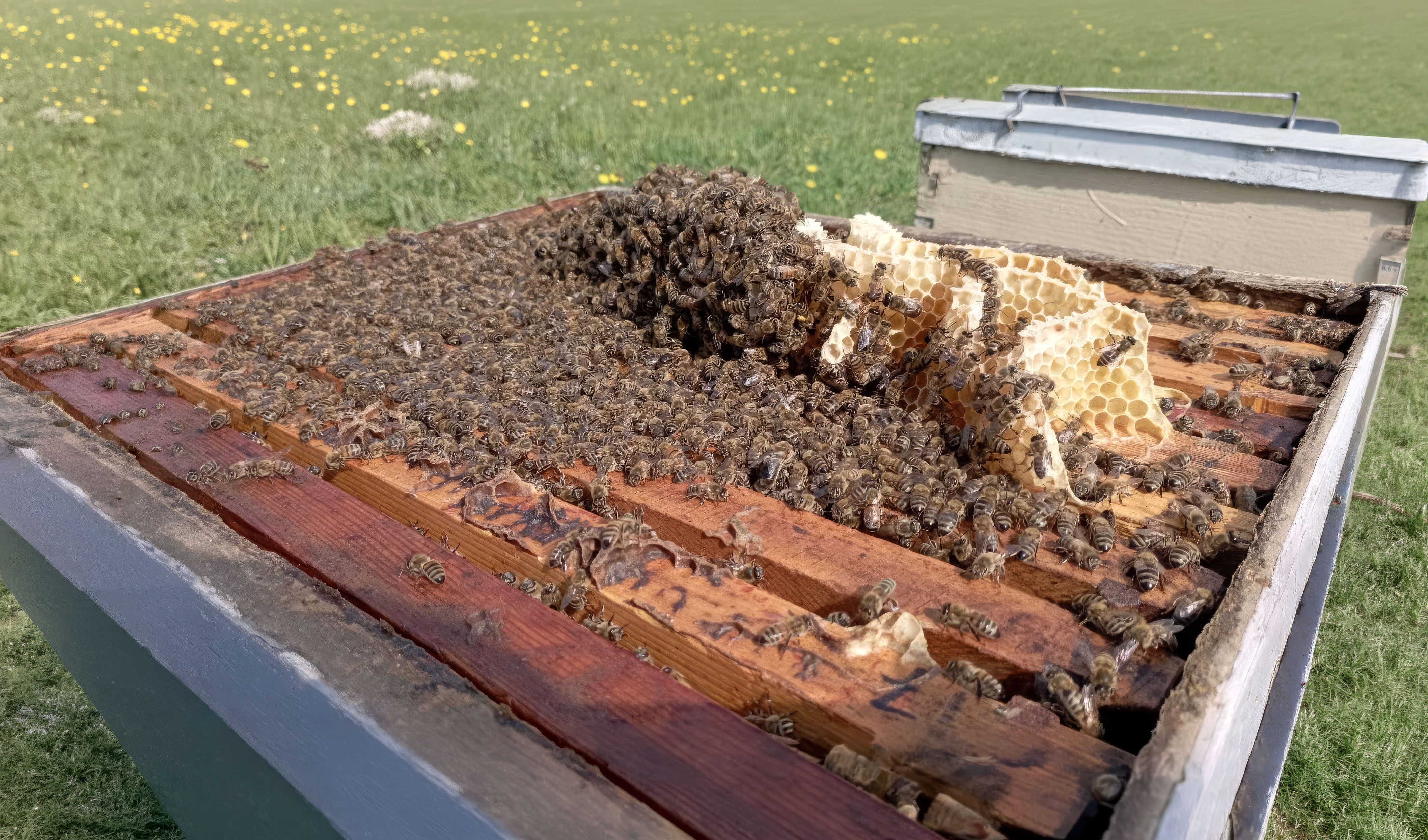 Αλεξάνδρα Σωτηράκη | InTheBeeBox — photo 3